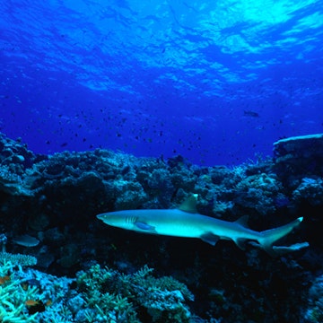 White tip reef shark at  Nasonisoni Passage, west of  Savusavu, Vanua Levu.