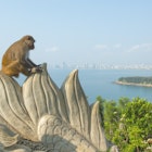 monkey in Linh Ung temple sit on rock with Danang city and beach in backgrounds.
1153898376
linh ung
Monkey in Linh Ung temple sit on rock with Danang city and beach in backgrounds. - stock photo
monkey in Linh Ung temple sit on rock with Danang city and beach in backgrounds.