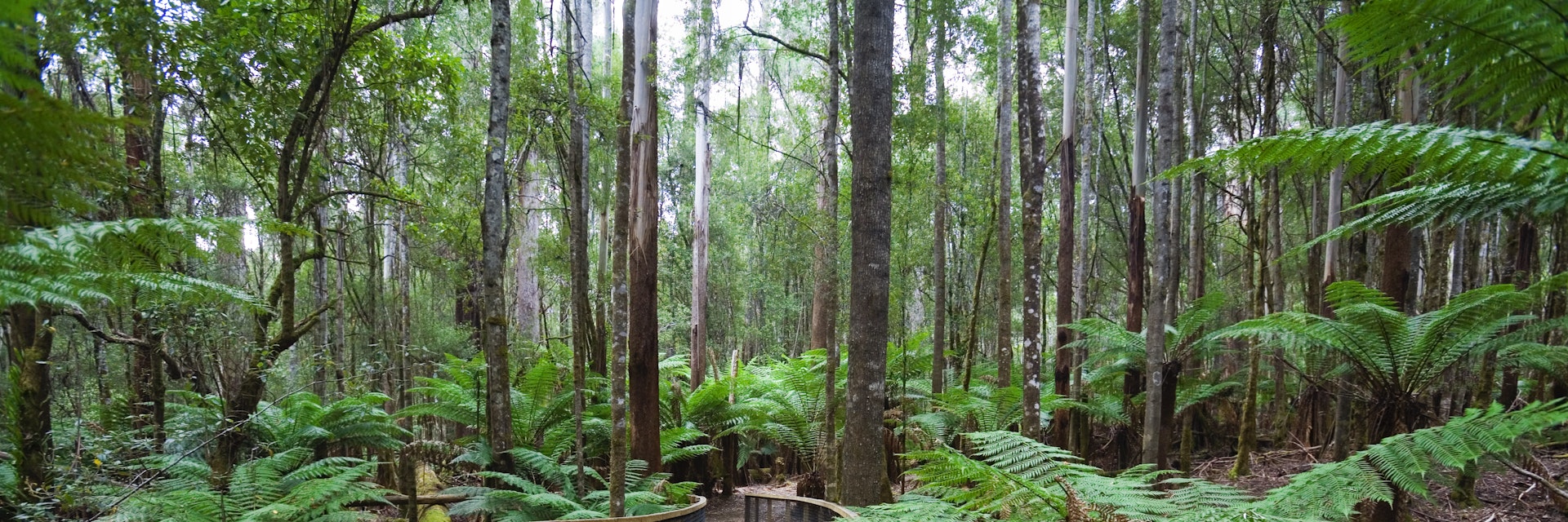 Walking trail in Mt Field National Park, Tasmania, Australia