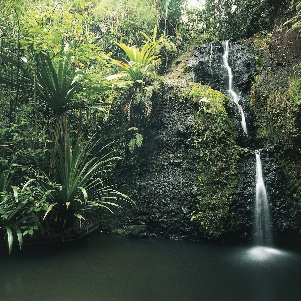 Waterfall in a park, Waisila Falls, Colo-I-Suva Forest Park, Viti Levu, Fiji