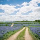 A Texas Hill Country field covered in bluebonnets.
493978566
2015; Flower; Flower Head; Footpath; Photography; Austin - Texas; Blue; Bluebonnet; Day; Dirt Road; Driving Path; Lake Travis; Majestic; Outdoors; Texas; Texas Bluebonnet; Texas Hill Country; Trail; Trail - British Columbia; Gulf Coast States; Hill; Nature; Travis County; Tree; Horizontal; No People; Single Lane Road; Sky; Southern USA; Springtime; Sun; Sunlight; Sunny;