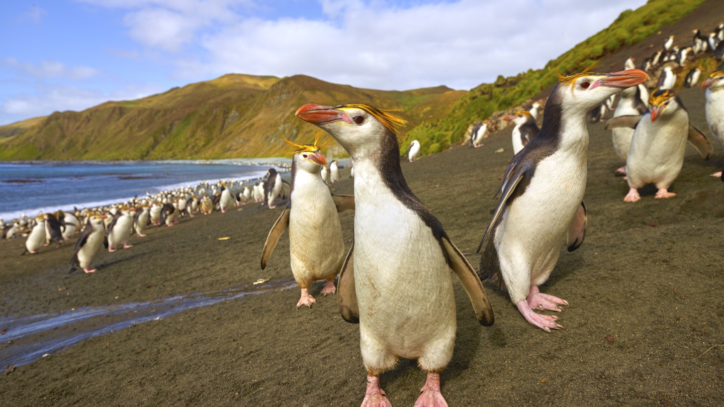 Penguins on Macquarie Island
1324650199