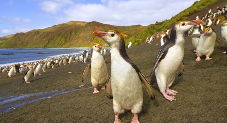 Penguins on Macquarie Island
1324650199