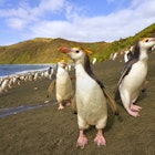 Penguins on Macquarie Island
1324650199