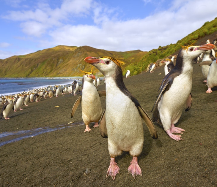 Penguins on Macquarie Island
1324650199