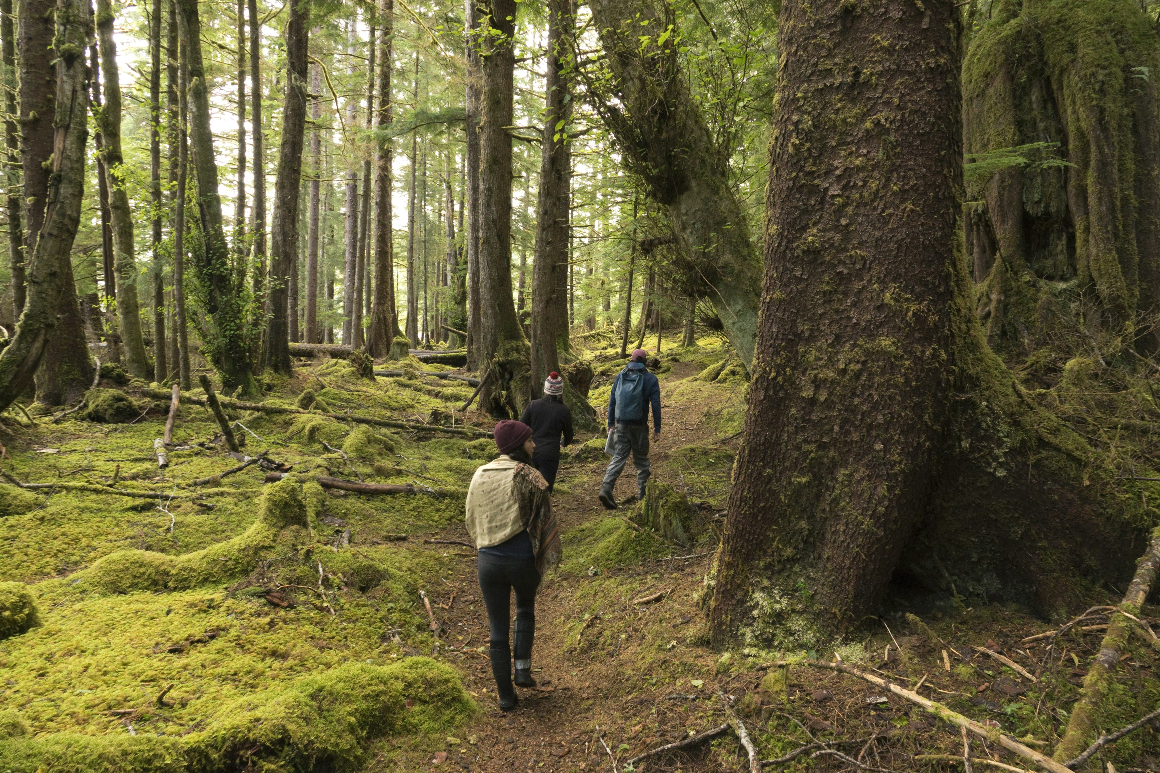 Hikers follow a guide through a vast mossy forest past massive trees