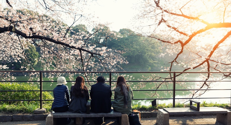 Cherry blossom flowers in garden with many people at Tokyo, Japan.  License Type: media  Download Time: 2022-04-19T10:32:43.000Z  User: clairenaylor  Is Editorial: No  purchase_order: