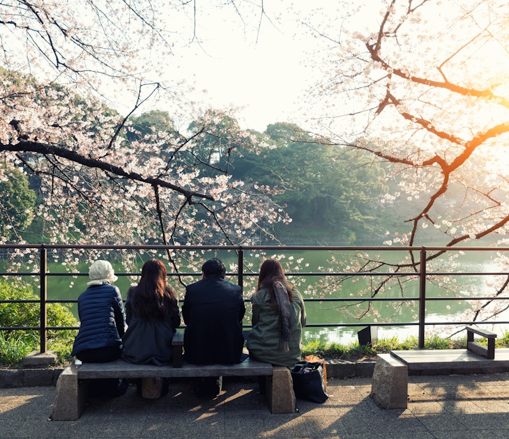 Cherry blossom flowers in garden with many people at Tokyo, Japan.  License Type: media  Download Time: 2022-04-19T10:32:43.000Z  User: clairenaylor  Is Editorial: No  purchase_order:
