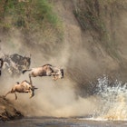 Wildebeests are crossing  Mara river. Great Migration. Kenya. Tanzania. Maasai Mara National Park. An excellent illustration.  License Type: media  Download Time: 2023-07-13T02:01:44.000Z  User: dermothegarty77  Is Editorial: No  purchase_order: