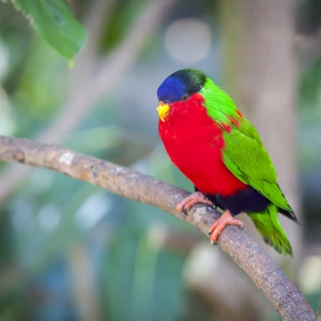 Collared Lory of the Fiji Islands on a Branch.; Shutterstock ID 185633390; Your name (First / Last): Josh/Vogel; GL account no.: 56530; Netsuite department name: Online-Design; Full Product or Project name including edition: 65050/Online Design/JoshVogel/IYLs