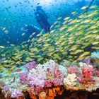 Soft Coral in The King Cruiser Wreck at Phuket, Thailand