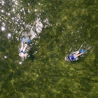 Snorkeling for scallops in Florida.