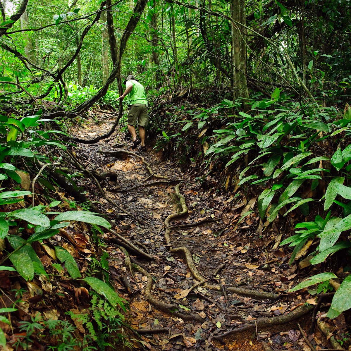 A tourist avoiding jungle vines as he explores a jungle path at the Asa Wright Nature Centre, Trinidad,  Trinidad & Tobago
Asa Wright Nature Centre, Trinidad, Trinidad & Tobago - stock photo